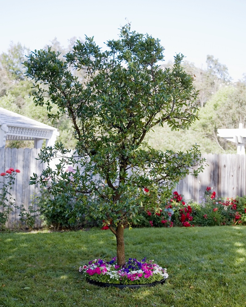サークルエッジ 小サイズ | 造園資材館