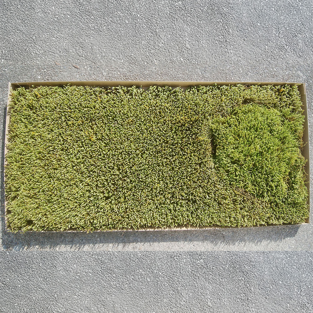 ハイゴケシート | 造園資材館