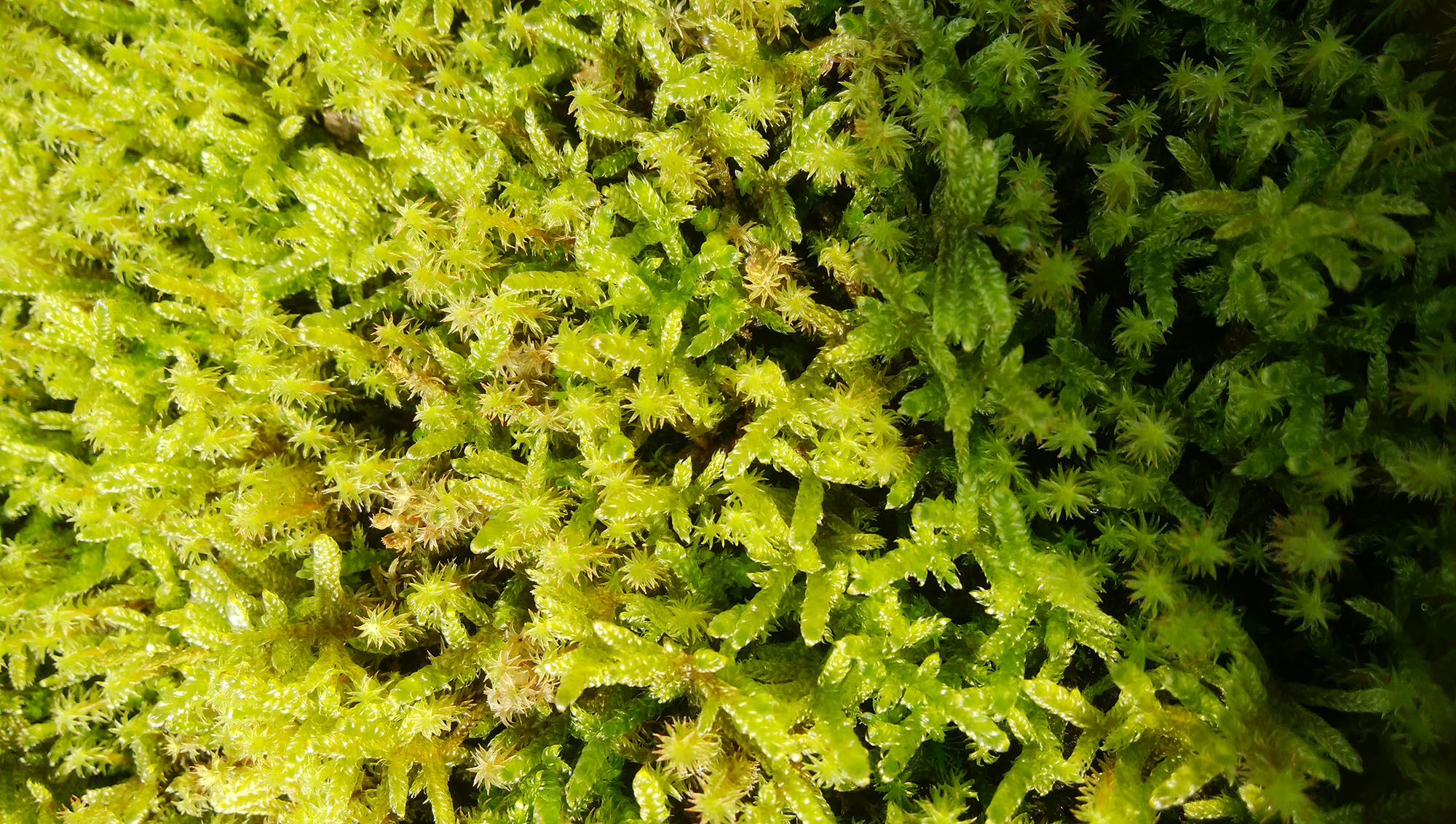 スナゴケ+ハイゴケミックスシート | 造園資材館