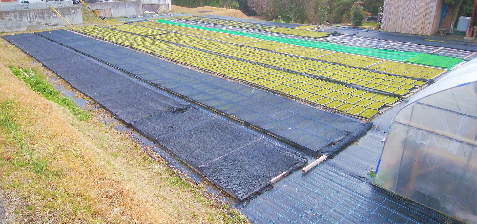 スナゴケ+ハイゴケミックスシート | 造園資材館